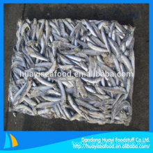 fresh frozen anchovy fish with favourable price